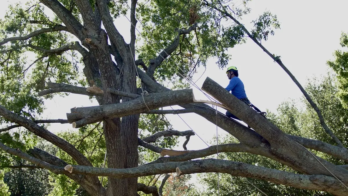 Professional Crown Thinning performed by certified arborists in Reeds